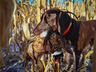 Trained hunting dogs will roust and retrieve pheasant during the hunt