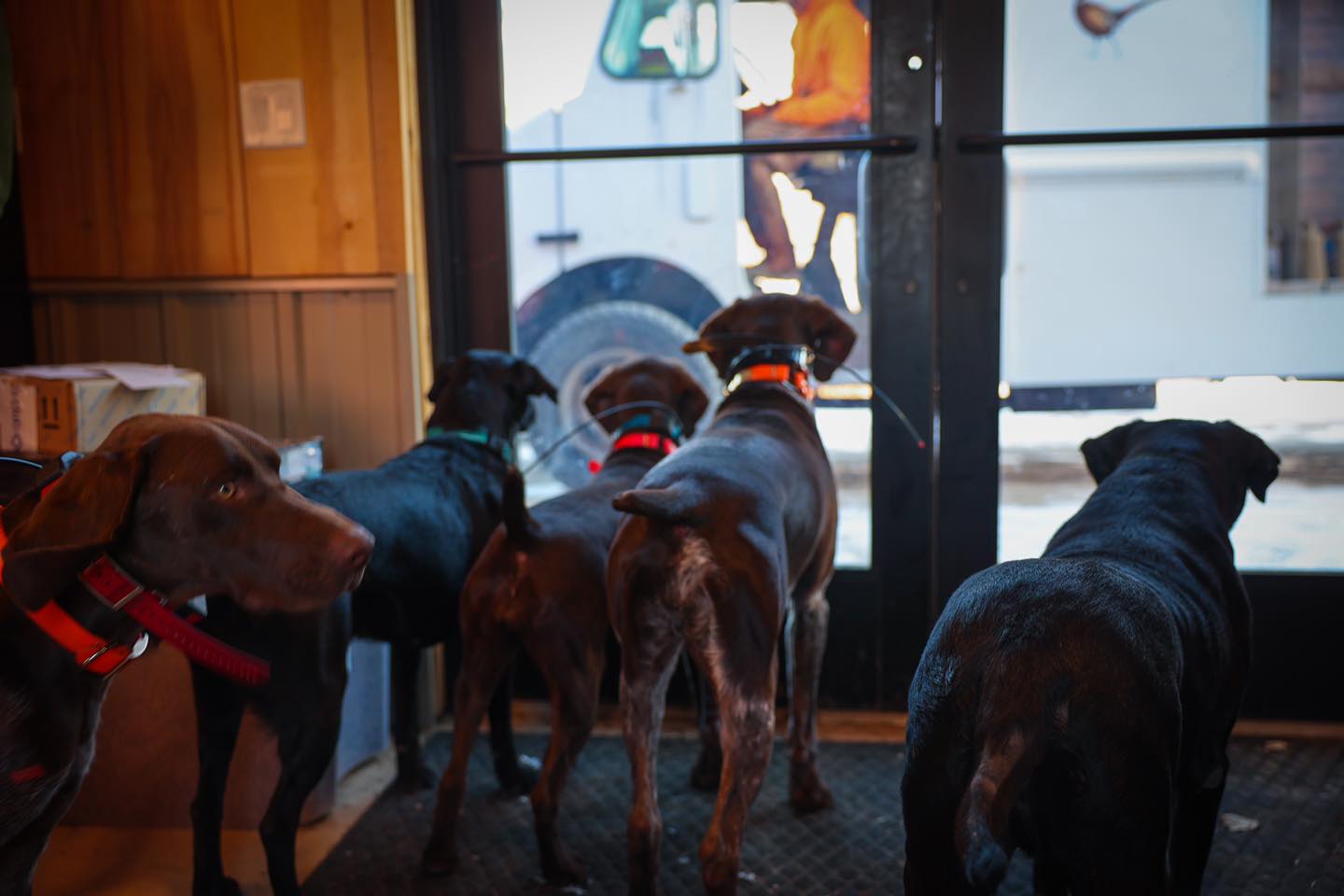 Pack of hunting dogs just waiting to go out on the fields after pheasant