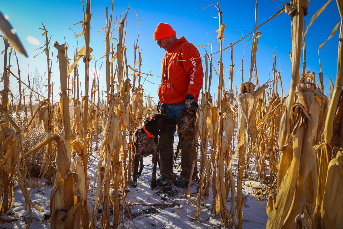 pheasant hunting cornfields