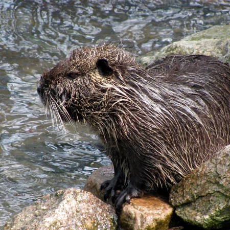 nutria - Myocastor coypus